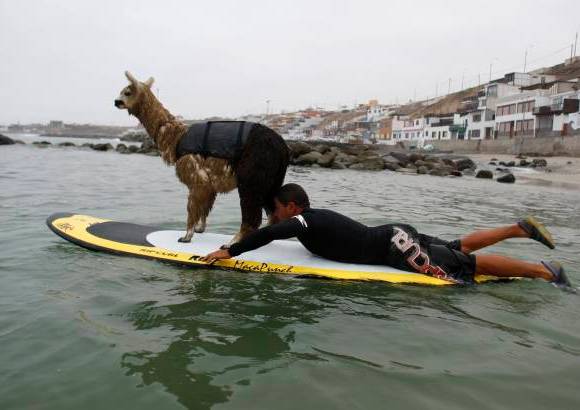 Reuters - Los peruanos cr�an alpacas, un cam�lido sudamericano similar a la llama.