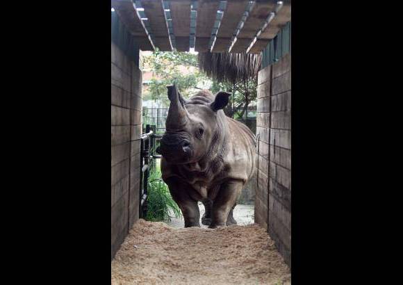 Manuel Saldarriaga - Vera tuvo un proceso de adaptación al guacal para su traslado a Nápoles.