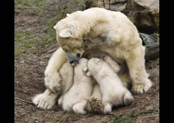 Reuters - Un zool&#243;gico de Holanda mostr&#243; por primera vez a su osa polar con sus cachorros gemelos. Ouwehands es uno de los dos zool&#243;gicos que participan en un programa de cr&#237;a especial para los osos polares en peligro de extinci&#243;n.