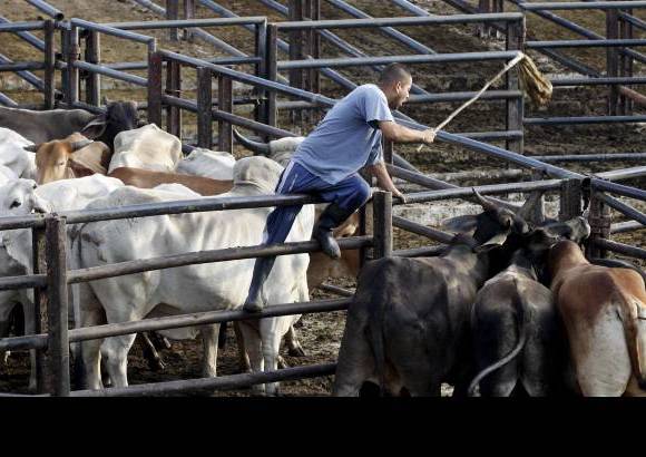 Foto Donaldo Zuluaga - Unos 250 arrieros se ganan la vida en la Feria de Ganados de Medell&#237;n.