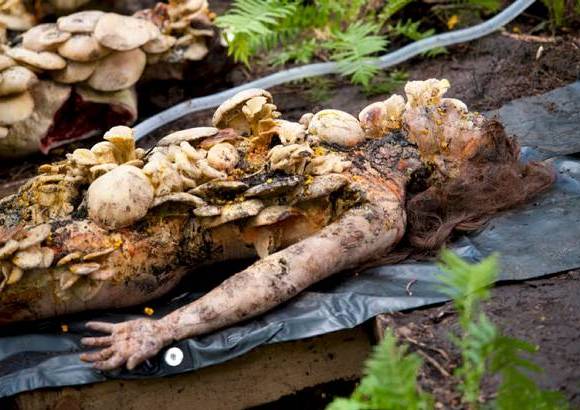 - Pocas series en la televisi&#243;n se aventuran a mostrar escenas gore del calibre de Hannibal.