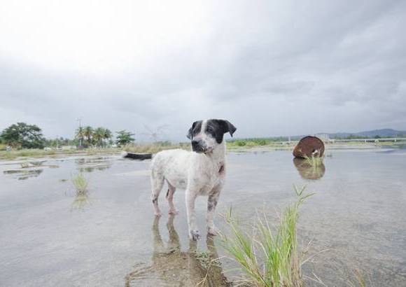 Sophie Gamand - Los perros callejeros siempre han llamado la atenci&#243;n de Sophie Gamand.