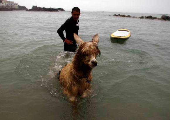 Reuters - Pianezzi ense�a a surfear a ni�os y animales como perros. Ahora su desaf�o es con la alpaca.