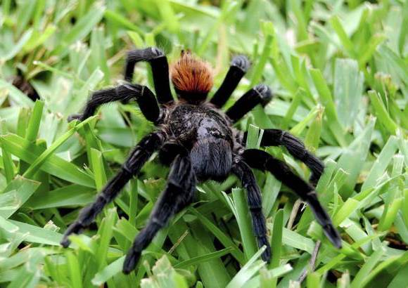 Cortes&#237;a - El pez gato o ciego, algunos murci&#233;lagos, ar&#225;cnidos y camarones sin pigmentaci&#243;n, son algunas de las criaturas que habitan el lugar.