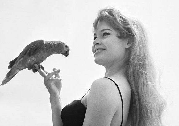 AFP - En esta foto de 1956, la actriz francesa Brigitte Bardot, que este domingo, 28 de septiembre, cumple 80 a&#241;os, posaba con un loro durante el festival de cine de Cannes.