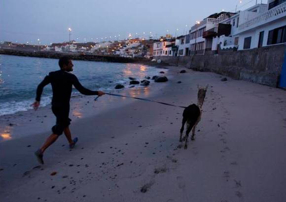 Reuters - El surfista peruano Domingo Pianezzi desaf�a las olas con su alpaca Pisco.