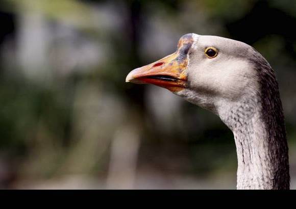 Donaldo Zuluaga - En el Zool&#243;gico Santa Fe se llevan a cabo tareas de investigaci&#243;n para la rehabilitaci&#243;n y reproducci&#243;n de fauna silvestre, la restauraci&#243;n y conservaci&#243;n del bosque seco tropical y la educaci&#243;n ambiental.
