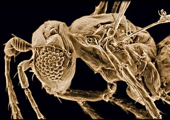 Foto Jennifer Read - Avispa par&#225;sita (Tinkerbella nana) mide solo 250 micrometros est&#225; entre los insectos m&#225;s peque&#241;os. Hallada en Costa Rica.