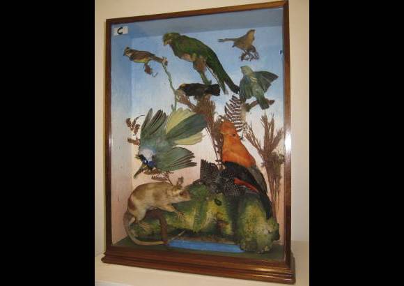Cortes&#237;a - Dioramas del fondo Leocadio Mar&#237;a Arango. Montajes con animales conservados con t&#233;cnicas de taxidermia. Una de las primeras colecciones del Muua en la d&#233;cada 50 del siglo XX.