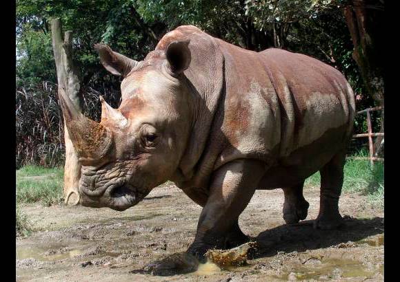 Julio César Herrera - La rinoceronte Vera dejó el Zoológico Santa Fe y se va para el parque temático Hacienda Nápoles, en el municipio de Puerto Triunfo.