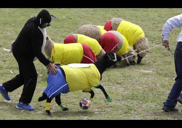 AP - En Colombia, pastores dirigieron dos equipos de ovejas que representaban a Brasil y Colombia para jugar como parte de una celebración de artesanos locales que fabrican ponchos de lana.