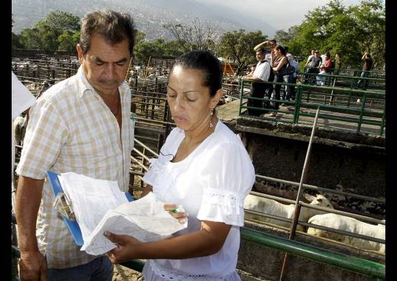 Foto Donaldo Zuluaga - Rodrigo V&#233;lez oficia de recibidor y revisa con su hija Claudia los lotes que le encargaron los ganaderos.