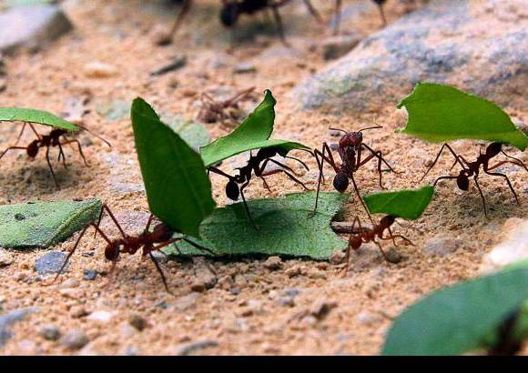 JULIO CESAR HERRERA Y DONALDO ZULUAGA - Colombia es pa&#237;s privilegiado en fauna y flora. En la biodiversidad hay oportunidades de desarrollo que son aprovechadas por quienes aman la naturaleza.