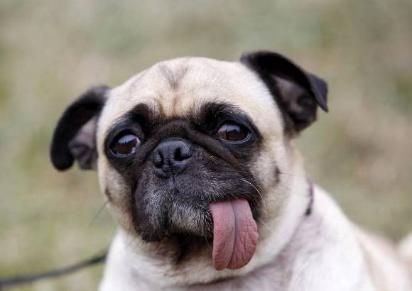 Reuters - Calvos o peludos, grandes o peque&#241;os, chinos o mexicanos, los perros que participan en este concurso son aclamados y aplaudidos por el p&#250;blico que se divierte en el evento.