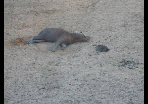 Foto: Heidy Puerta - Ya van cerca de 20 mil animales muertos, siendo los chigüiros la especie más afectada. También han perecido peces, tortugas, reptiles y ganado vacuno.