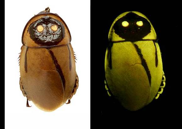 P. Vrsansky-D. Chorvat - Cucaracha luminiscente Lucihormetica luckae hallada en la selva de Ecuador.
