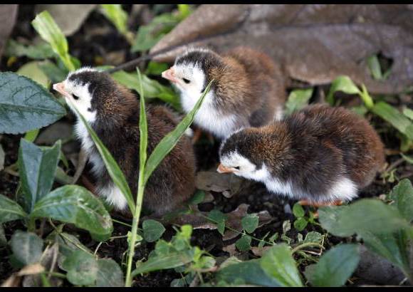 Manuel Saldarriaga - El Parque Santa Fe adelanta una transformaci&#243;n que intenta hacer de los espacios, sitios m&#225;s naturales y cercanos a la vida silvestre. Llegar&#225;n 1.000 animales.