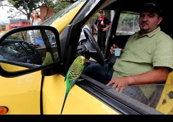 Jaime P&#233;rez - Envidia, curiosidad y admiraci&#243;n son algunas sensaciones que provocan Ni&#241;o y este taxista de 40 a&#241;os a quienes han tenido la oportunidad de conocerlo de cerca.