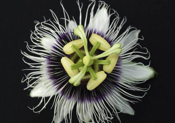 Cortes&#237;a - La aventura, apta para toda la familia y para ni&#241;os mayores de seis a&#241;os, se inicia abordo de una camioneta que te lleva siete kil&#243;metros selva adentro.