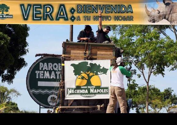 Jaime P&#233;rez - La rinoceronte Vera fue recibicida con todos los honores en su nuevo hogar: el parque tem&#225;tico Hacienda N&#225;poles, ubicado en el municipio de Puerto Triunfo, Magadalena Medio antioque&#241;o.