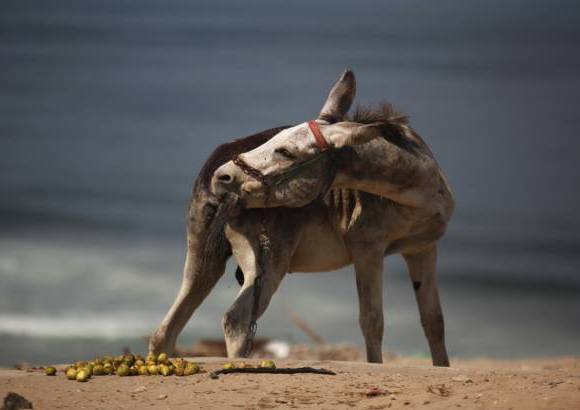 AP - Un burro juega con su cola en plena playa de la zona mediterranea de Gaza.