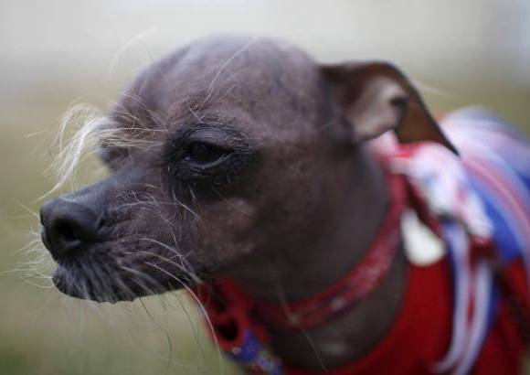 Reuters - Mugly, un canino chino con cresta, fue proclamado como el perro m&#225;s feo del mundo este a&#241;o.
