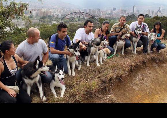 Manuel Saldarriaga - Fundaci&#243;n Amigos de los Siberian Husky y Alaskan Malamute en Colombia.