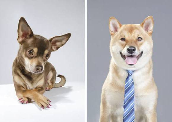 Sophie Gamand - El trabajo con perros callejeros comenz&#243; cuando Sophie se acerc&#243; a las fundaciones que necesitaban buenas fotos de los perros que estaban listos para ser adoptados.