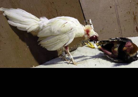 Julio C&#233;sar Herrera - El da&#241;o que le puede hacer un gallo a otro con las espuelas de carey es considerable. Algunos gallos perdedores no mueren. En ese caso, pese a que los recuperan, quedan tuertos o con lesiones graves.