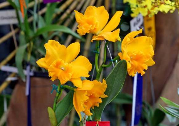 Juan Antonio S&#225;nchez - Esta exposici&#243;n es una oportunidad para disfrutar en familia el color y la belleza de las flores.