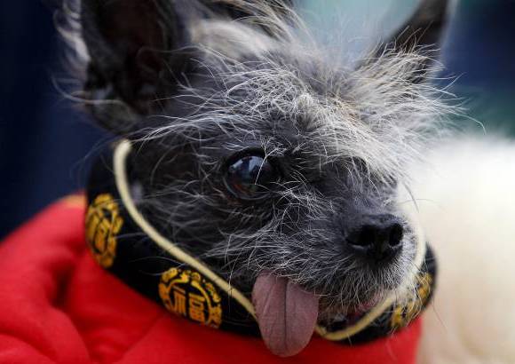 Reuters - En esta versi&#243;n del concurso del perro m&#225;s feo del mundo participaron 29 caninos.