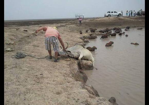Foto: Heidy Puerta - Por los efectos ocasionados en las sabanas de Paz de Ariporo y otros municipios del norte del departamento de Casanare, la fuerte sequía que azota la región ha dejado gran cantidad de animales muertos.