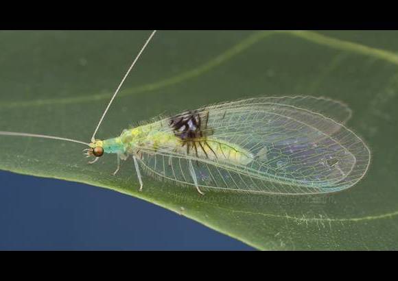 Guek Hock Ping - Mariposa Semachrysa jade, de Malasia, encontrada por casualidad en redes sociales.