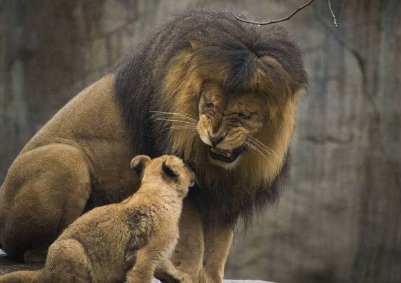 Reuters - Un le&#243;n juega con su cachorro en el zool&#243;gico de Oregon, Estados Unidos.