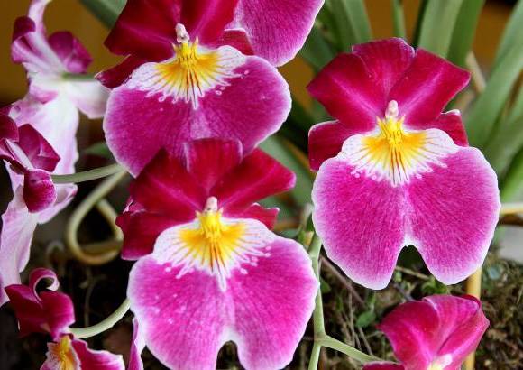Donaldo Zuluaga - En San Crist&#243;bal se cultivan aproximadamente 150 mil paquetes de flores a la semana.