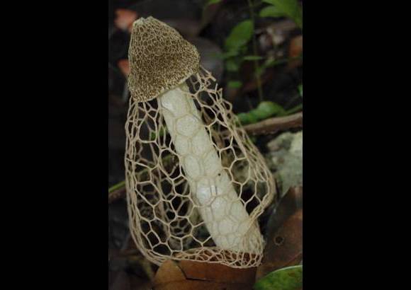 Cortes&#237;a - A pesar de las condiciones inh&#243;spitas, hay animales capaces de adaptarse al mundo subterr&#225;neo.