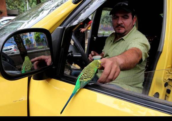 Jaime P&#233;rez - Juan Carlos siente miedo de que las autoridades se lo quiten porque piensen que es da&#241;ino para el animal estar dentro de un taxi o por un eventual choque, pero enfatiza que Ni&#241;o no le estorba en absoluto y tampoco lo retiene a la fuerza.