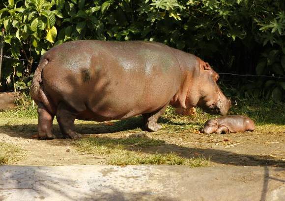 Cortes&#237;a Zool&#243;gico Santa Fe - La hembra hipop&#243;tamo naci&#243; hace 8 semanas, el zool&#243;gico Santa fe busca su nombre a trav&#233;s de un concurso para los ni&#241;os.