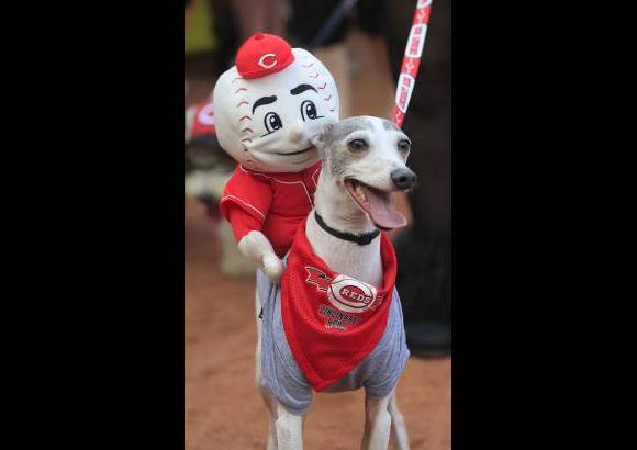 AP - Gino camina por el campo, con una marioneta en su espalda, antes del partido de b&#233;isbol de los Cincinnati Reds contra los Diamondbacks de Arizona.