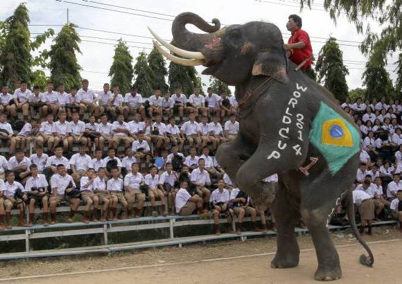 AP - La obsesión se extiende al reino animal. Un elefante con la bandera de Brasil pintada en la panza y el costado patea un balón de fútbol guiado por su cuidador en un campamento tailandés en la provincia de Chiang Mai.