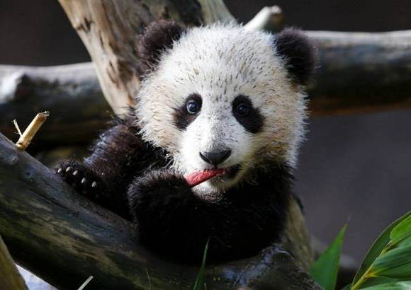 Reuters - Un oso panda, de cinco meses de nacido, fue mostrado por primera vez en público en el zoológico de San Diego, California, Estados Unidos. El oso nació el 29 de julio de 2012.