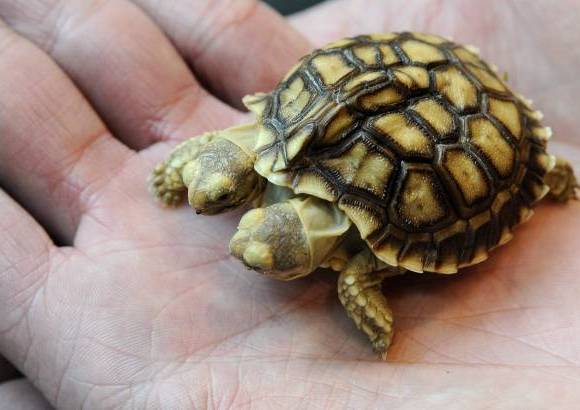 Reuters - Es una tortuga africana de la especie Geochelone sulcata.
