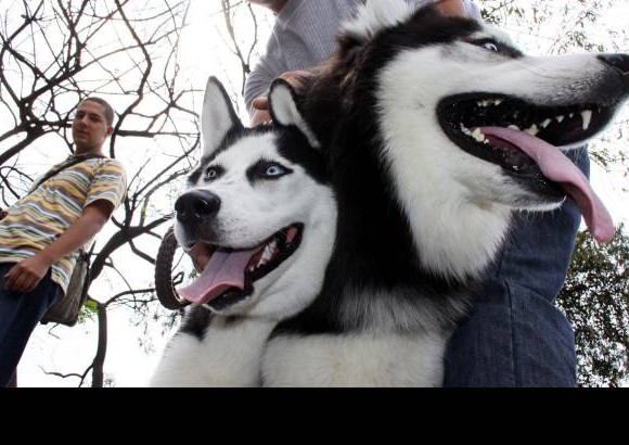 Manuel Saldarriaga - Estos perros son la pasi&#243;n de los integrantes de la Fundaci&#243;n Amigos de los Siberian Husky y Alaskan Malamute en Colombia.