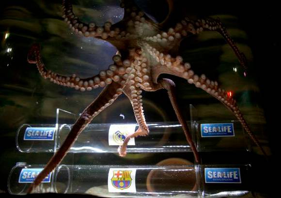 Reuters - Para el pulpo Iker, el Real Madrid ser&#225; el vencedor de la Copa del Rey, un t&#237;tulo que desea el Barcelona para seguir creciendo como el Rey de Copas y el equipo merengue para poner punto y final a su sequ&#237;a de &#233;xitos.