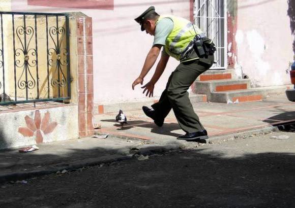 Colprensa - Agentes de la Polic&#237;a especializados en la rama ambiental hallaron el ave cerca a la C&#225;rcel Modelo de Bucaramanga. En su cuerpo encontraron 40 gramos de marihuana y 5 de bazuco.