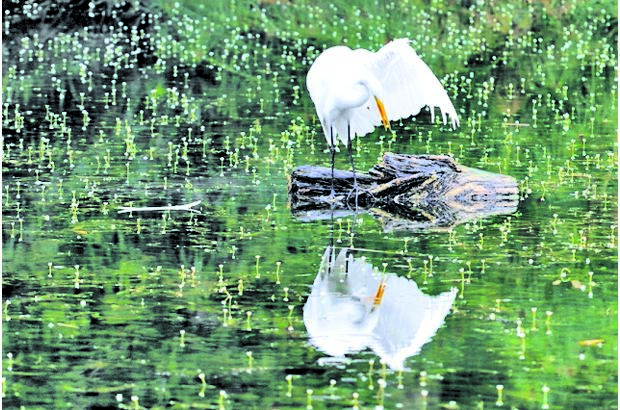 FOTO EL COLOMBIANO - El Jardín Botánico Joaquín Antonio Uribe es un espacio de encuentro natural en medio de la ciudad, ideal para el conocimiento, el descanso y la relajación. Declarado Patrimonio Cultural de Medellín, es uno de los más bellos sitios de Antioquia, el país y el mundo dedicados a la botánica.