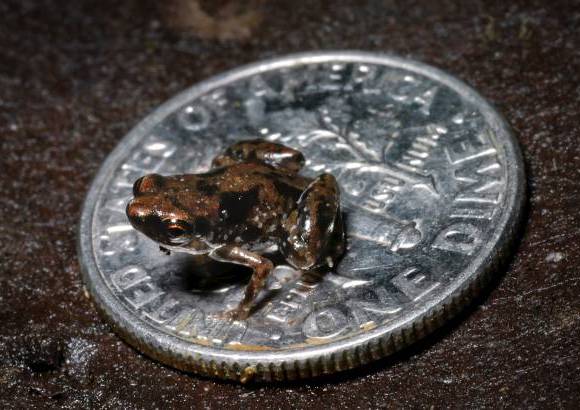 Christopher C. Austin. - El vertebrado m&#225;s peque&#241;o del mundo, la rana Paedophryne amanuensis, de 7 mm, de Nueva Guinea.