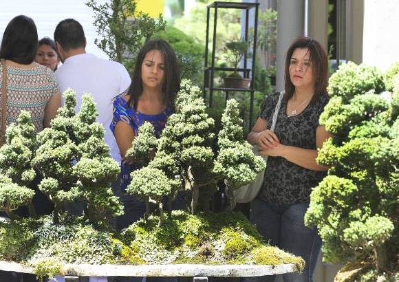 Róbinson Saénz - En el centro comercial Sandiego se realiza la XVI Exposición de Bonsáis.