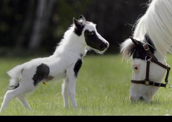 AP - El peque&#241;o caballo, llamado Einstein, naci&#243; en Nueva Hampshire, Estados Unidos.
