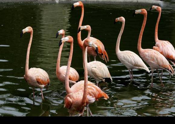 Donaldo Zuluaga - En total 922 animales que representan 238 especies, en su mayor&#237;a procedentes de la regi&#243;n neotropical (Sur y Centro de Am&#233;rica), habitan en el zool&#243;gico.
